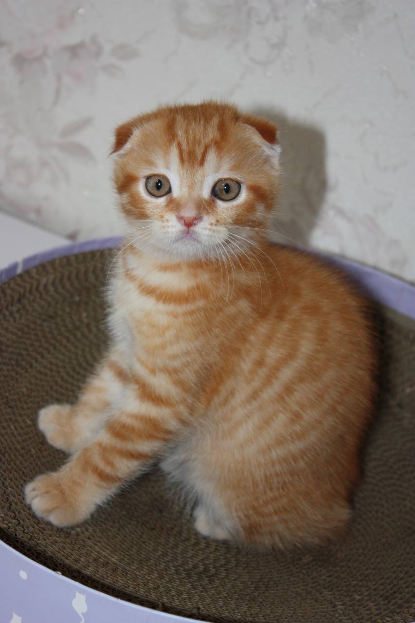 Scottish Fold (весловухий) рудий табі 🧡