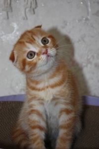 Scottish Fold (весловухий) рудий табі 🧡