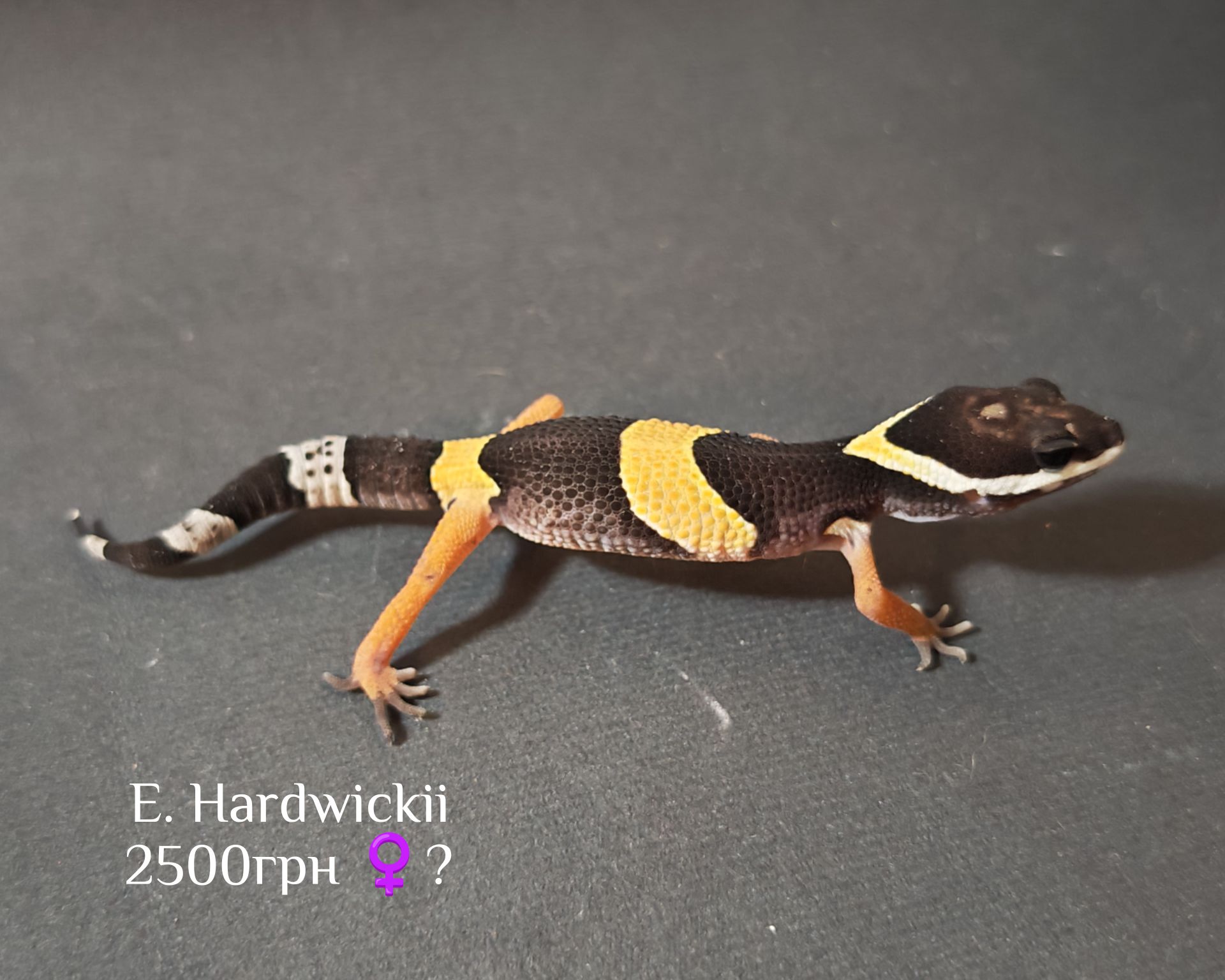 E. Hardwickii (Індійський еублефар)