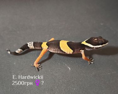 E. Hardwickii (Індійський еублефар)
