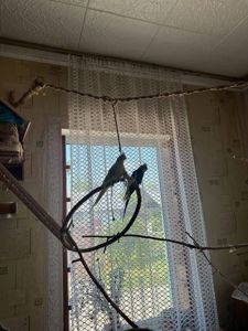 Корелли жовта та сіра