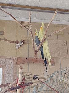 Корелли жовта та сіра