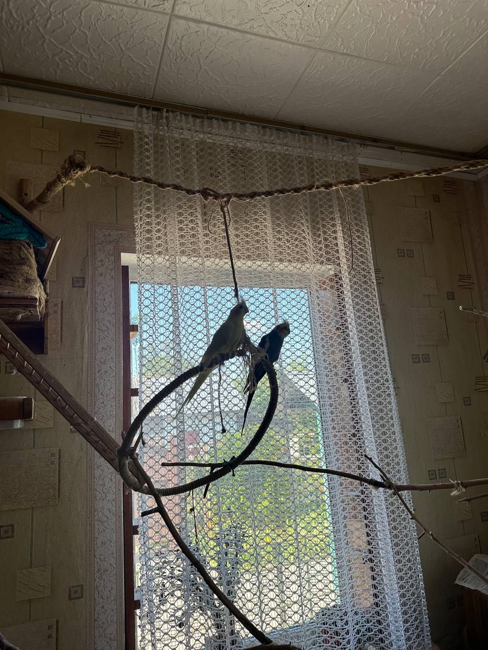 Корелли жовта та сіра