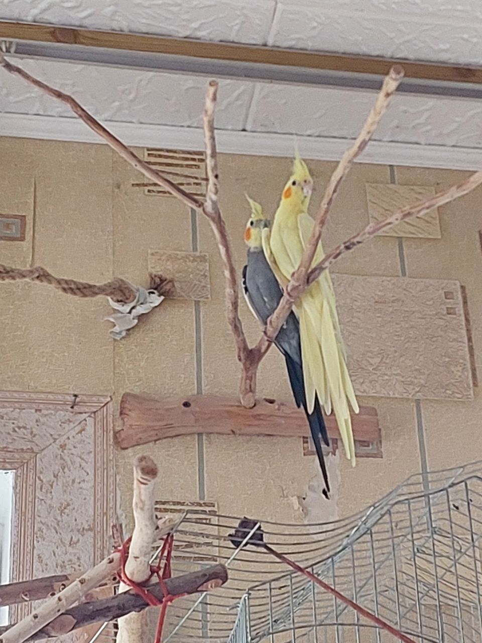 Корелли жовта та сіра