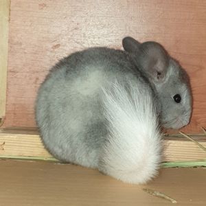 Маленький самец шиншиллы белый эбони