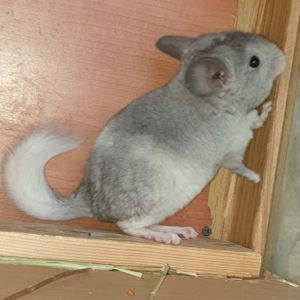 Маленький самец шиншиллы белый эбони