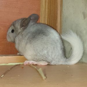 Маленький самец шиншиллы белый эбони