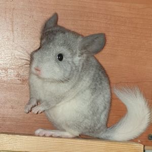 Маленький самец шиншиллы белый эбони