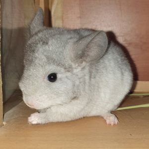 Маленький самец шиншиллы белый эбони