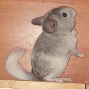 Маленький самец шиншиллы белый эбони