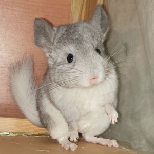 Маленький самец шиншиллы белый эбони