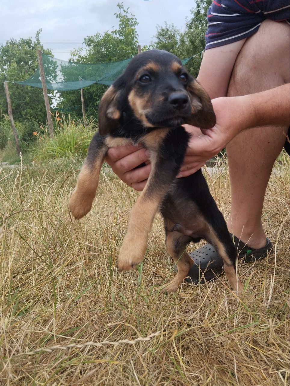 цуценята