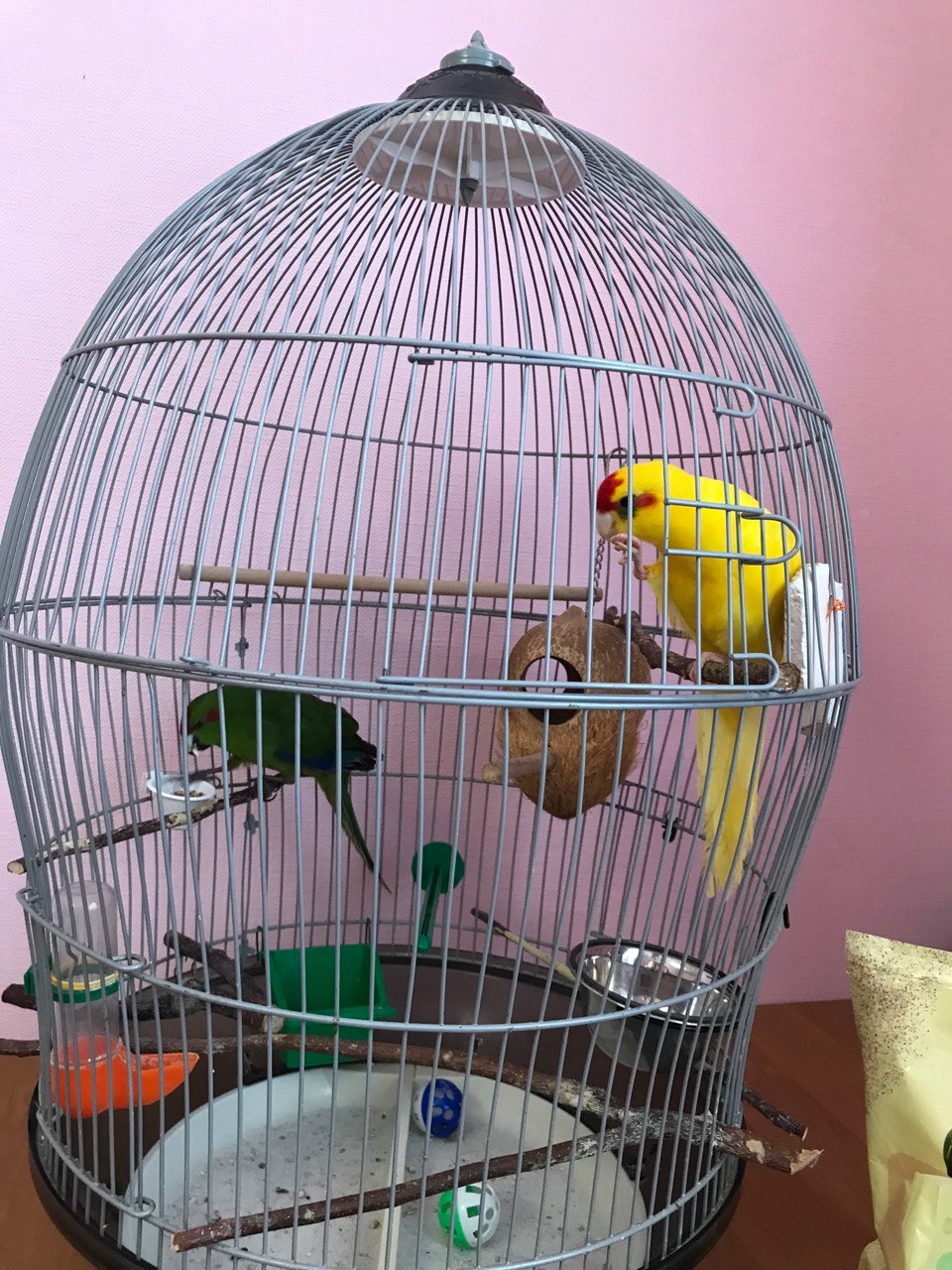 Продам какаріків з кліткою
