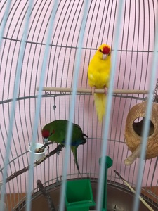 Продам какаріків з кліткою