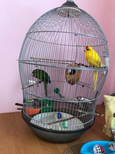 Продам какаріків з кліткою