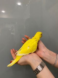 Попугай Солнышко Ожереловый желтый, ручные птенцы