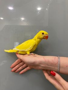 Попугай Солнышко Ожереловый желтый, ручные птенцы