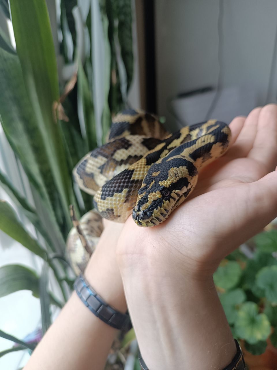 Килимовий (строкатий) пітон