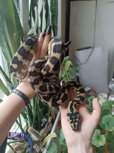 Килимовий (строкатий) пітон