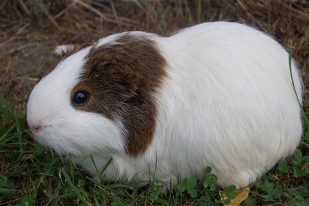 Морські свинки