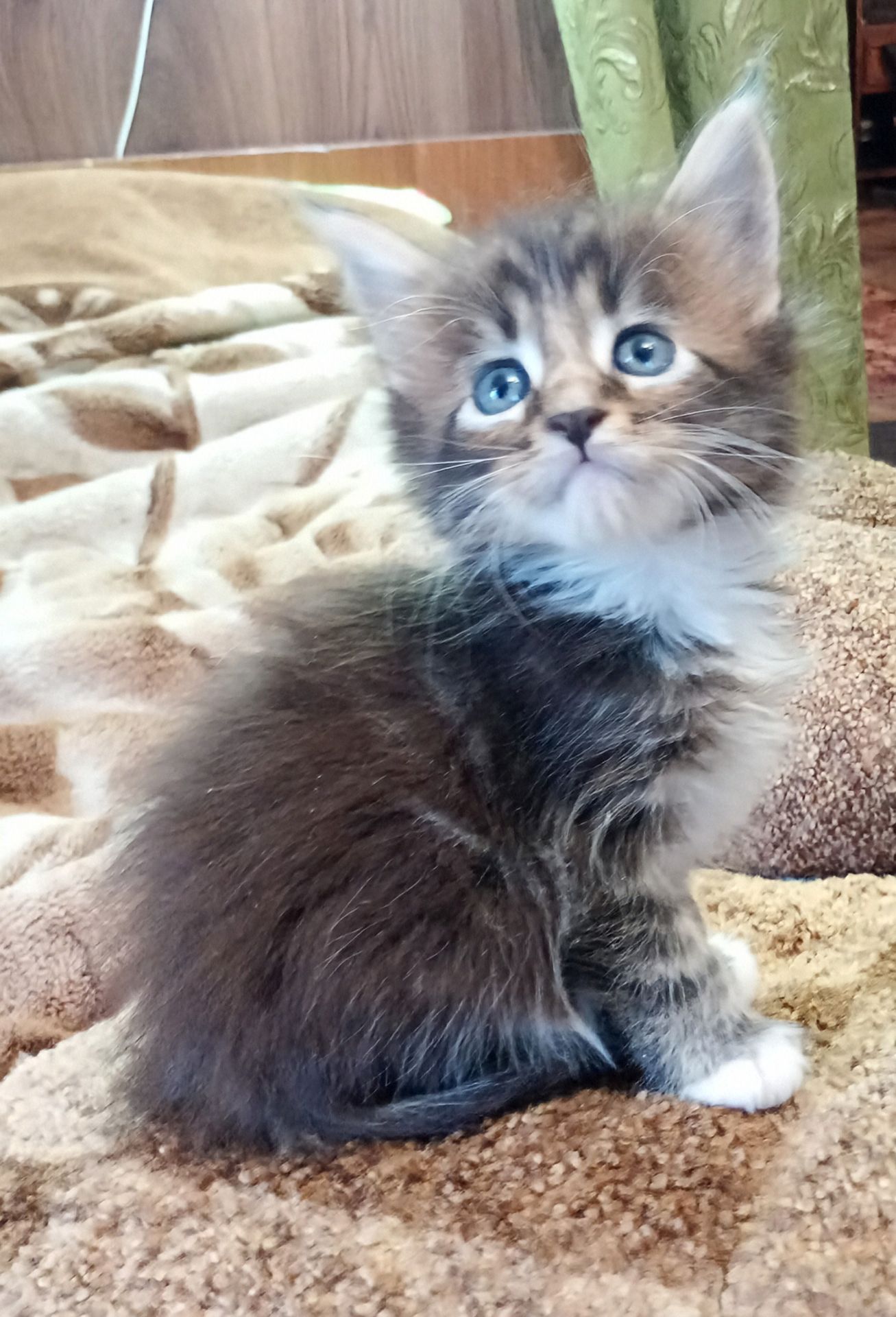 Кошенята МЕЙН КУН
