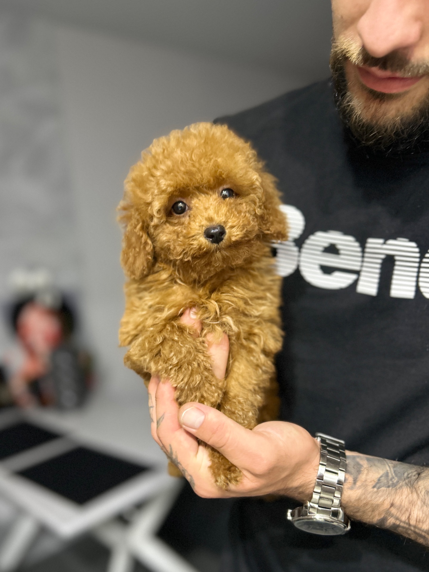 VIP девочка мини maltipoo f2 Киев