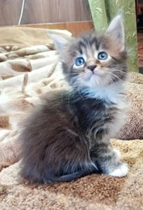 Кошенята МЕЙН КУН