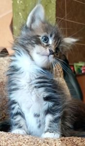 Кошенята МЕЙН КУН
