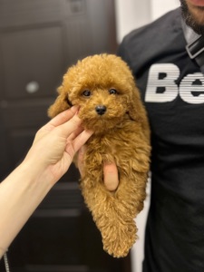 VIP девочка мини maltipoo f2 Киев