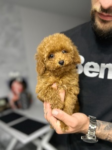 VIP девочка мини maltipoo f2 Киев