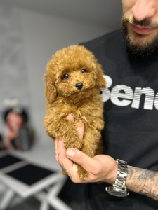 VIP девочка мини maltipoo f2 Киев