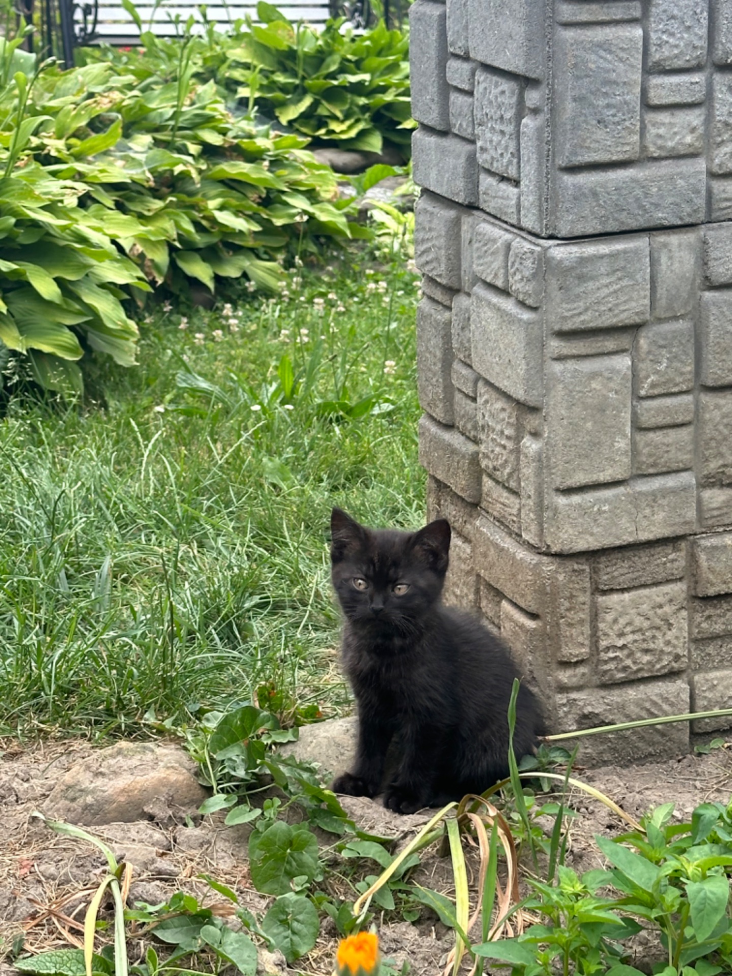 Кошенята