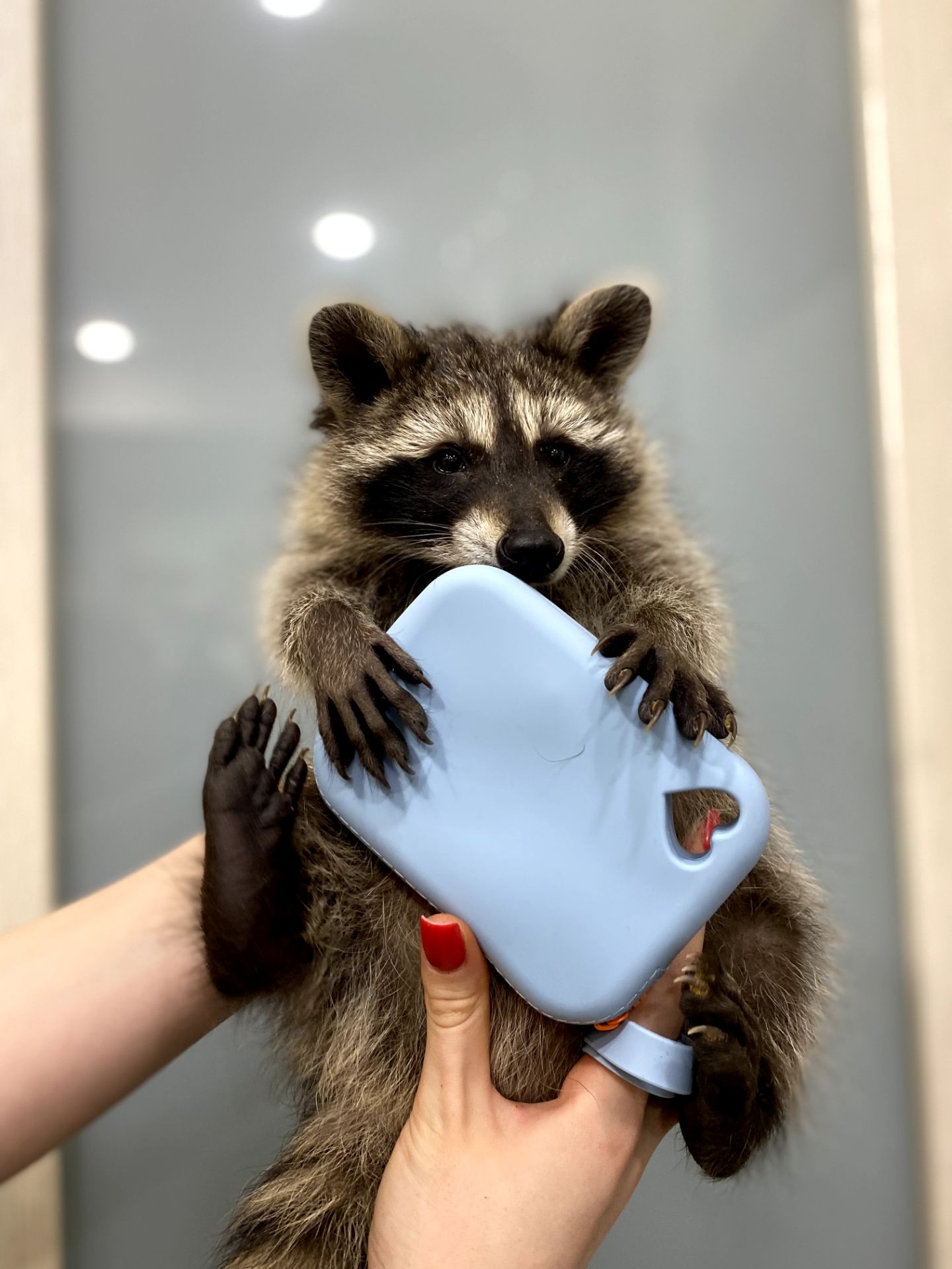 Крихітка єнот