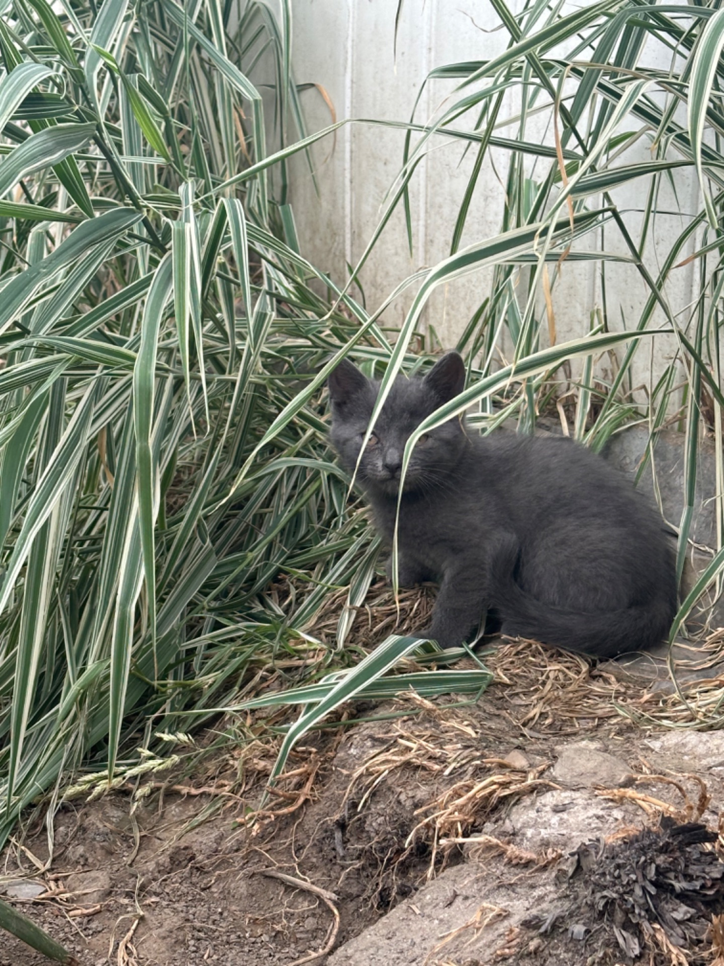 Кошенята