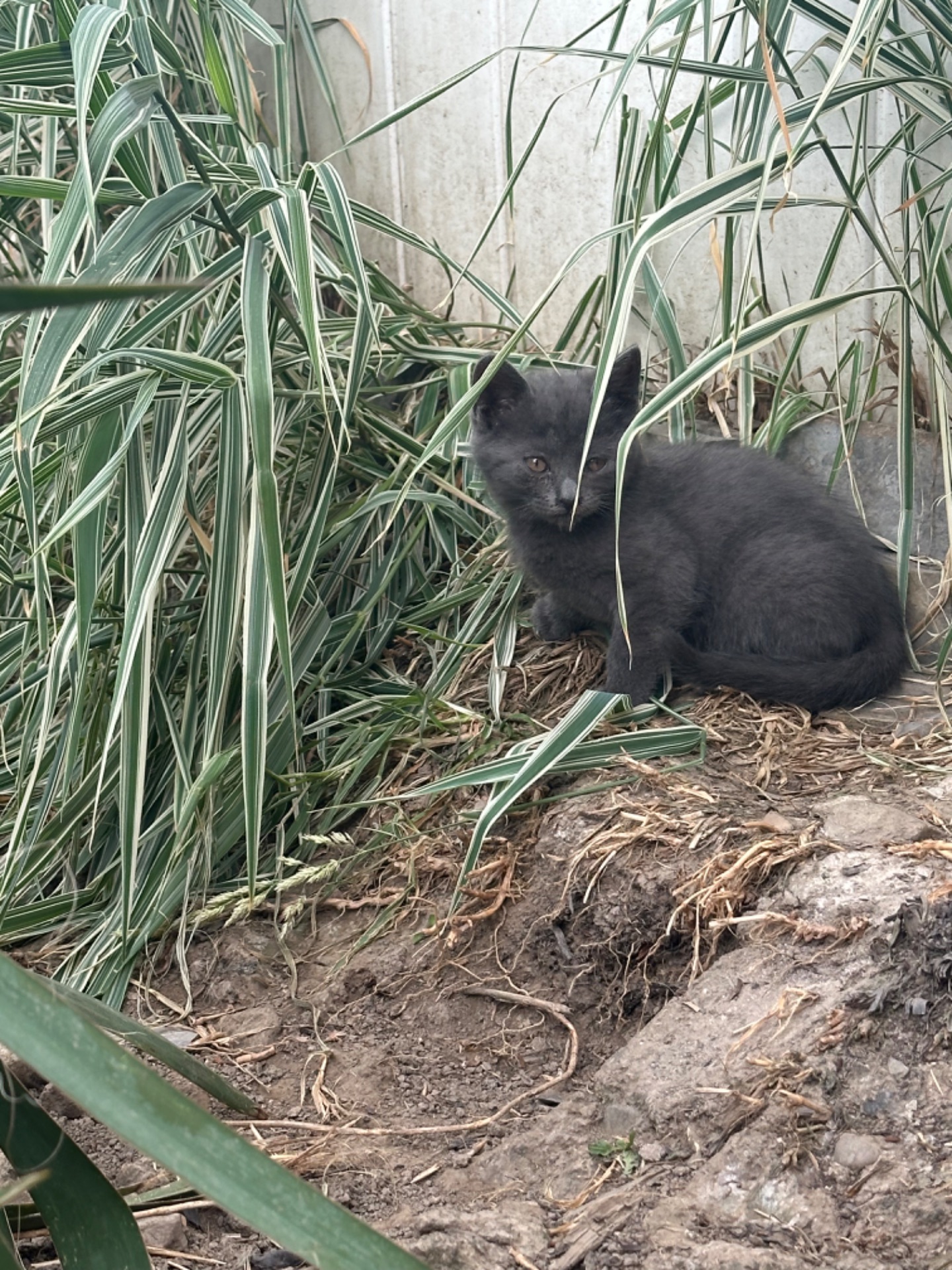 Кошенята