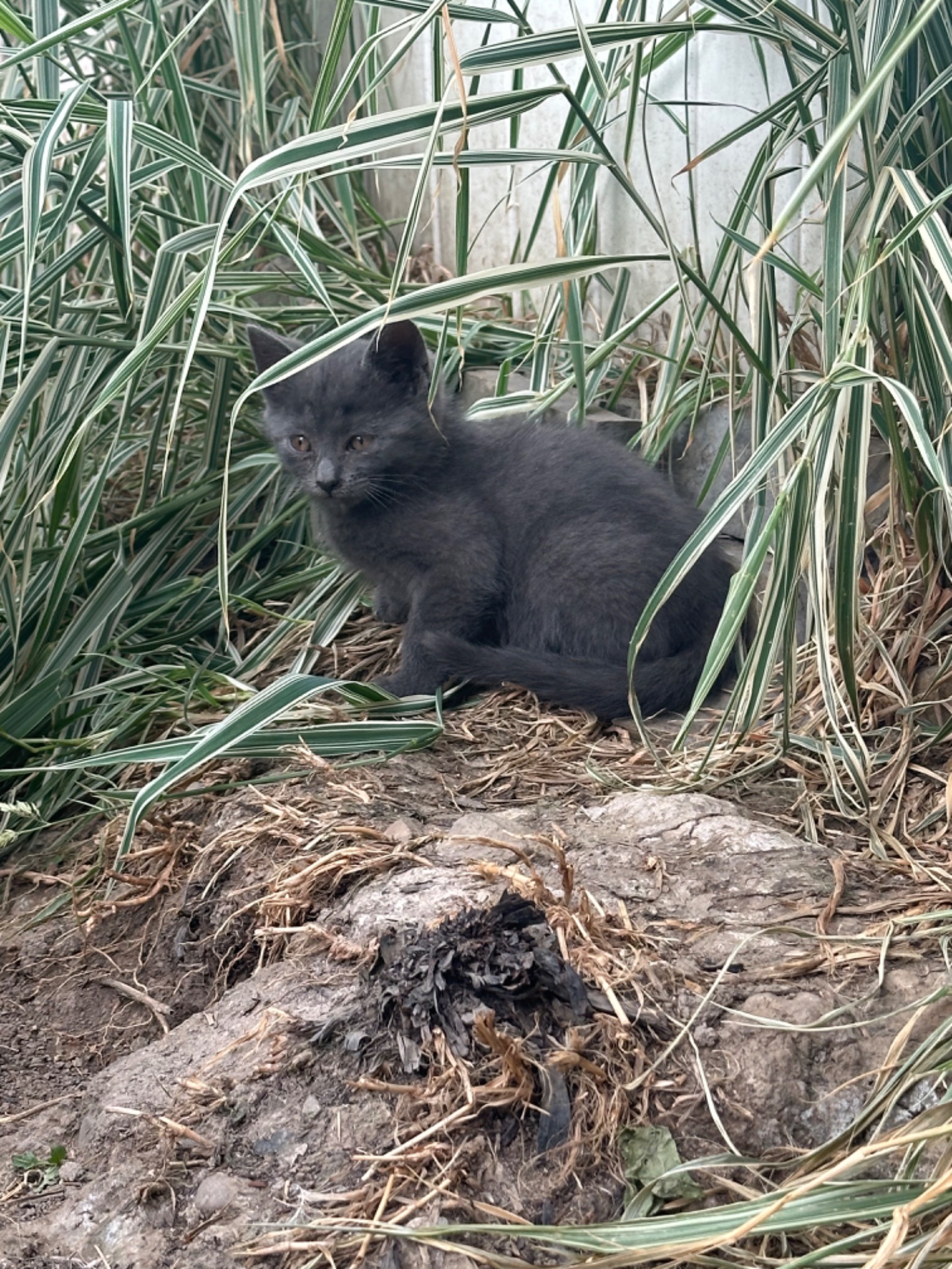 Кошенята