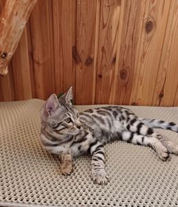Бенгал срібний. кошеня