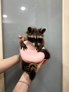 Єнот полоскун