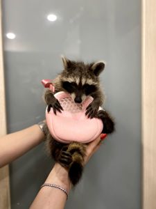 Єнот полоскун