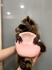 Єнот полоскун