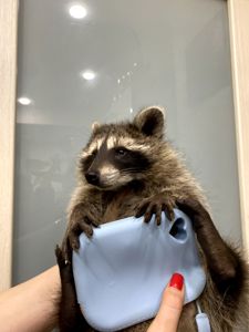 Крихітка єнот