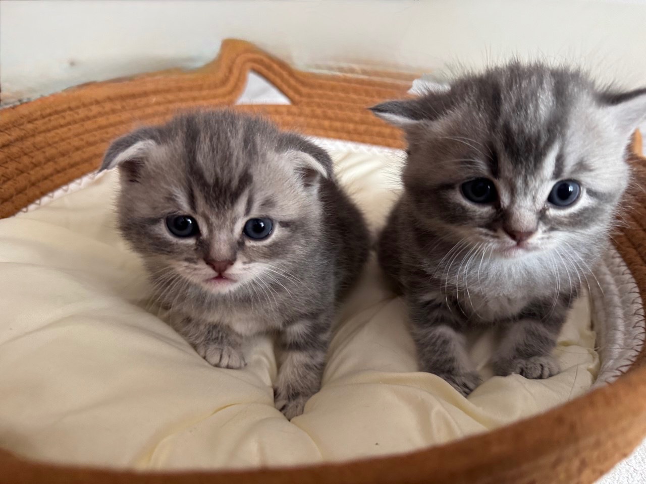 Шотландська