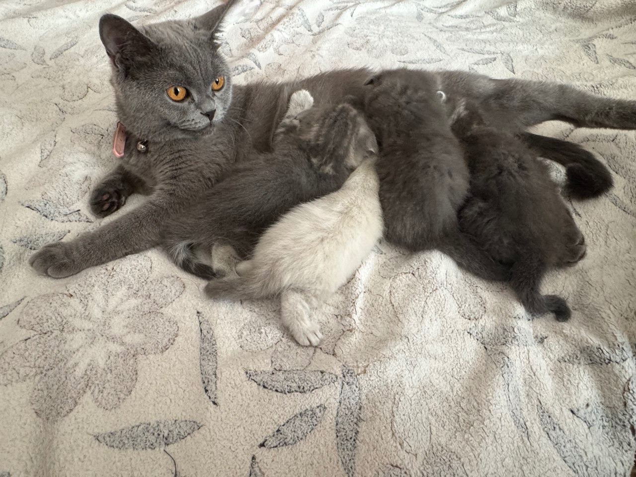 Шотландська