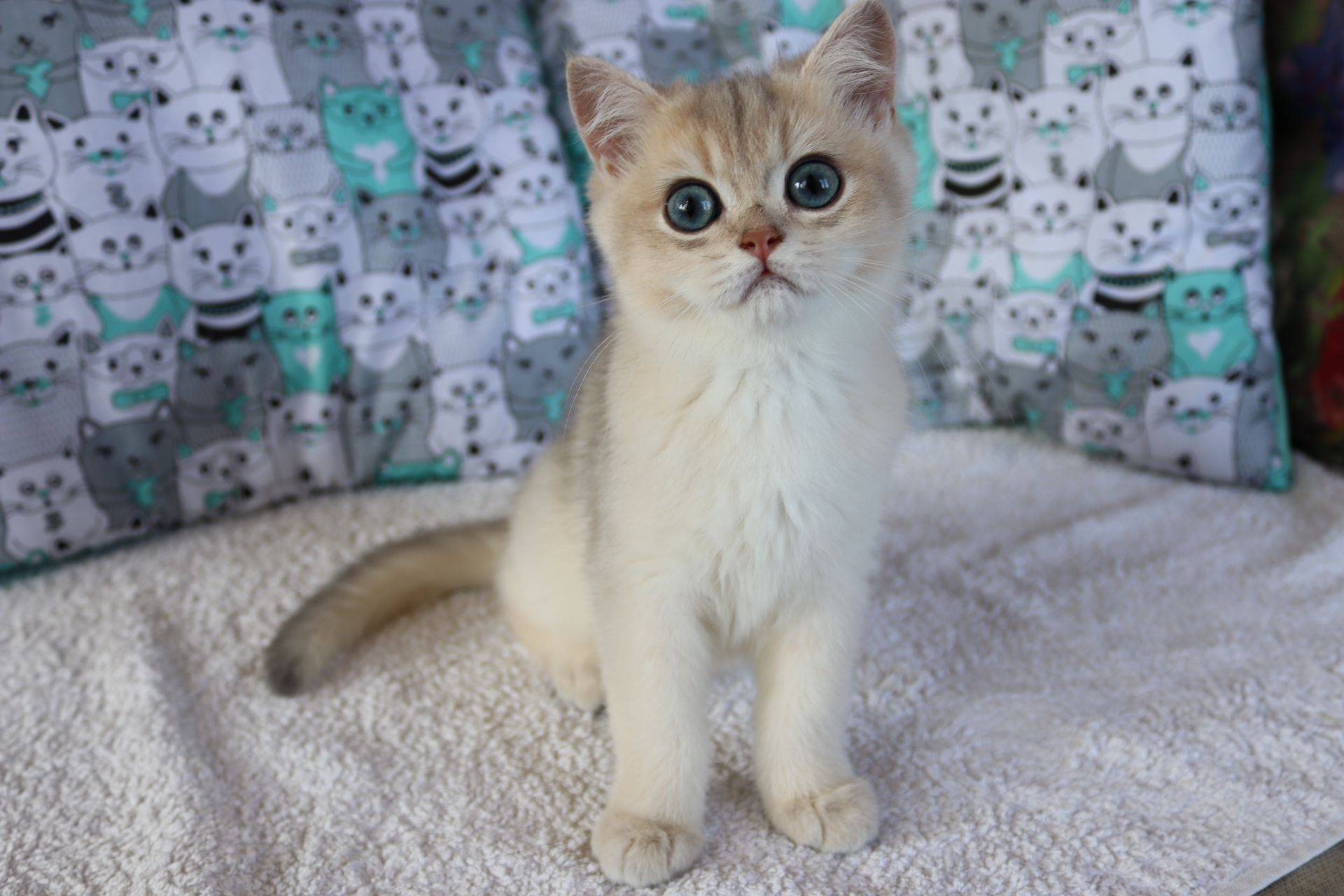 Котята Британська Шиншила
