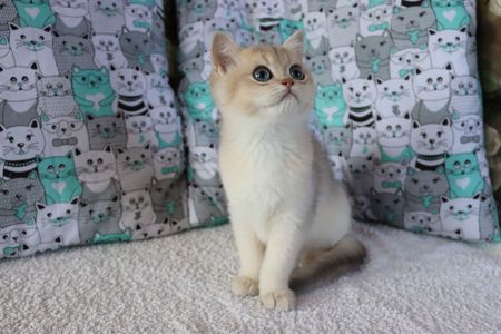 Котята Британська Шиншила