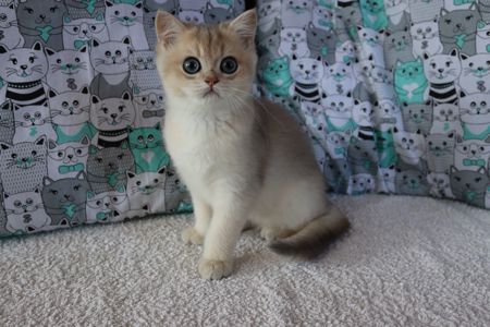 Котята Британська Шиншила