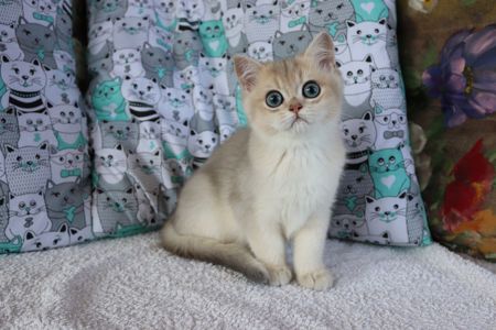 Котята Британська Шиншила