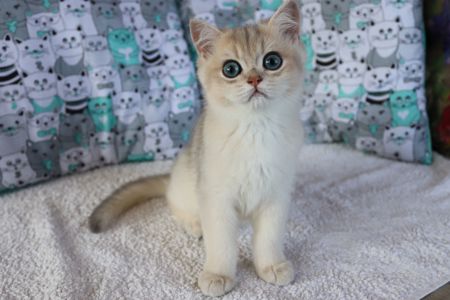 Котята Британська Шиншила
