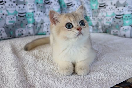 Котята Британська Шиншила