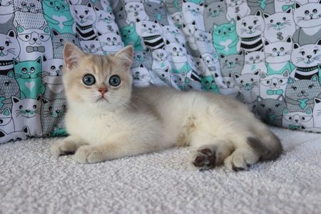 Котята Британська Шиншила